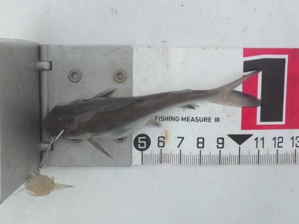 15078765_1477172598966430_3211896327097048391_n